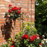 ROSA KORDES 2L Rose der Einheit® - Obrázek 5