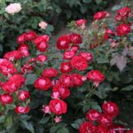 ROSA KORDES 2L Rose der Einheit® - Obrázek 4