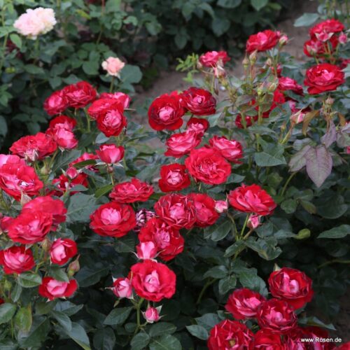 ROSA KORDES 2L Rose der Einheit® - Obrázek 4