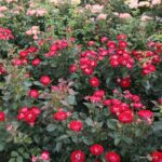 ROSA KORDES 2L Rose der Einheit® - Obrázek 2