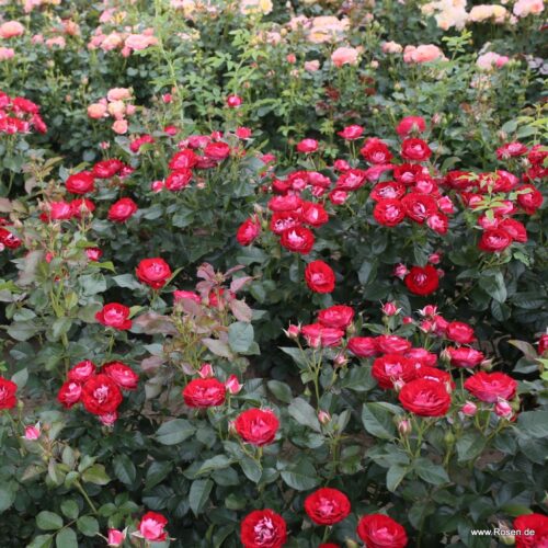 ROSA KORDES 2L Rose der Einheit® - Obrázek 2