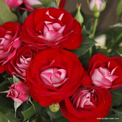 ROSA KORDES 2L Rose der Einheit®
