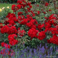 ROSA KORDES 2L Roter Korsar®