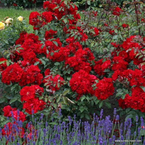 ROSA KORDES 2L Roter Korsar® - Image 1