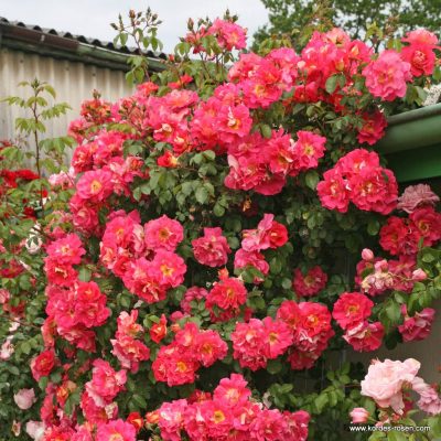 ROSA KORDES 2L Bajazzo®