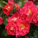 ROSA KORDES 2L Bajazzo® - Obrázek 2