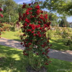 ROSA KORDES 2L-Crimson Siluetta® - Obrázek 7
