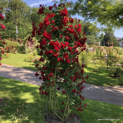 ROSA KORDES 2L-Crimson Siluetta® - Obrázek 7