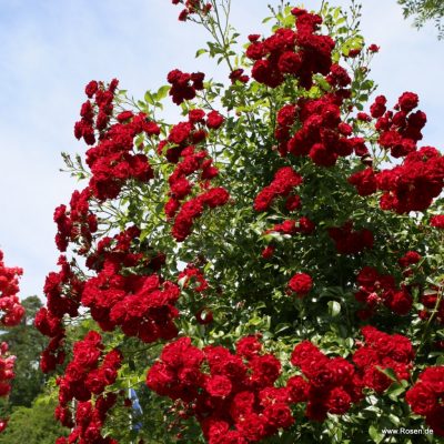 ROSA KORDES 2L-Crimson Siluetta®