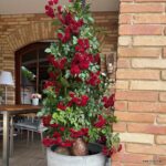 ROSA KORDES 2L-Crimson Siluetta® - Obrázek 6