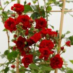 ROSA KORDES 2L-Crimson Siluetta® - Obrázek 5