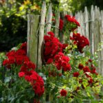 ROSA KORDES 2L-Crimson Siluetta® - Obrázek 4
