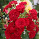 ROSA KORDES 2L-Crimson Siluetta® - Obrázek 2
