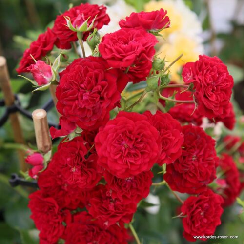 ROSA KORDES 2L-Crimson Siluetta® - Obrázek 2