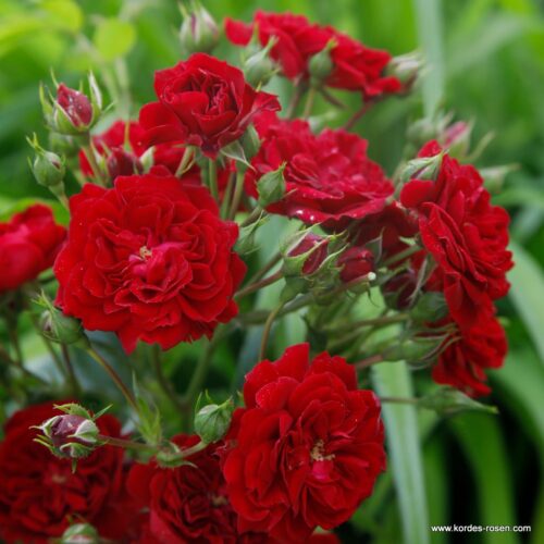 ROSA KORDES 2L-Crimson Siluetta® - Obrázek 3