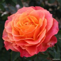 ROSA KORDES 2L Better Times®