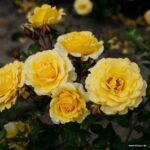 ROSA KORDES 2L Sunmaid® - Obrázek 7