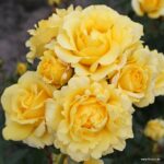 ROSA KORDES 2L Sunmaid® - Obrázek 6