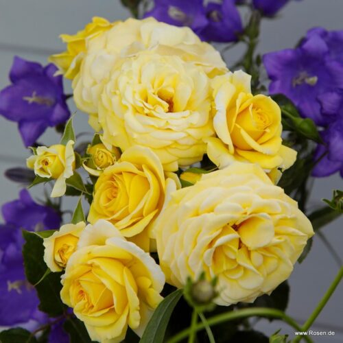 ROSA KORDES 2L Sunmaid® - Obrázek 5