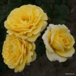 ROSA KORDES 2L Sunmaid® - Obrázek 3