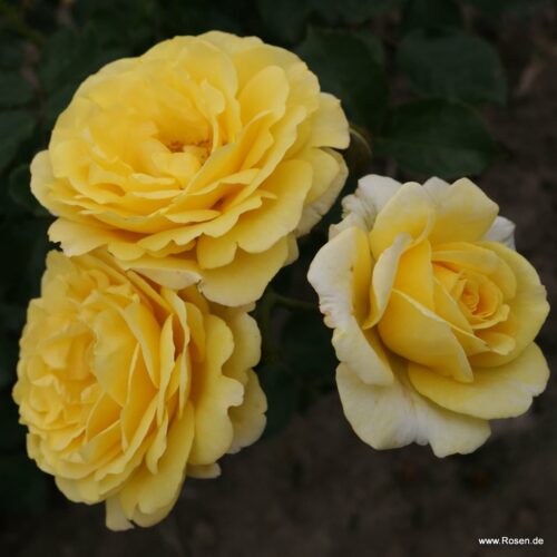 ROSA KORDES 2L Sunmaid® - Obrázek 3