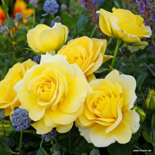 ROSA KORDES 2L Sunmaid® - Obrázek 1