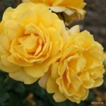 ROSA KORDES 2L Sunmaid® - Obrázek 2