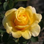 ROSA KORDES 2L Sunmaid® - Obrázek 4