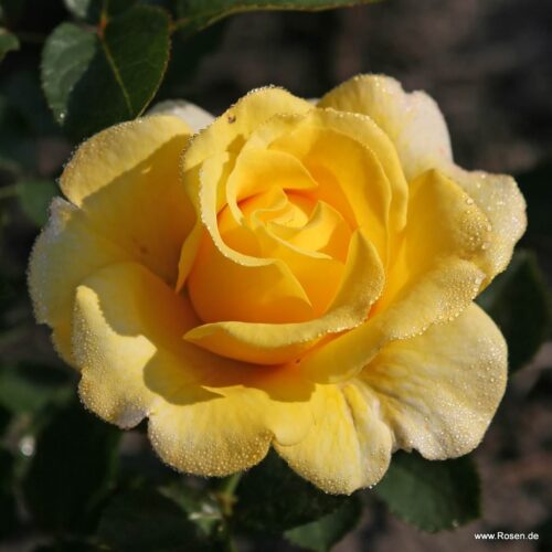 ROSA KORDES 2L Sunmaid® - Obrázek 4