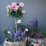 ROSA KORDES 2L-SEE YOU® in rosé - Obrázek 6