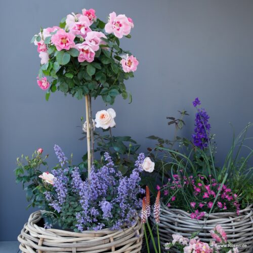 ROSA KORDES 2L-SEE YOU® in rosé - Obrázek 6