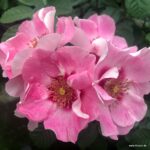ROSA KORDES 2L-SEE YOU® in rosé - Obrázek 5