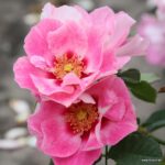 ROSA KORDES 2L-SEE YOU® in rosé - Obrázek 3