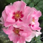 ROSA KORDES 2L-SEE YOU® in rosé - Obrázek 4