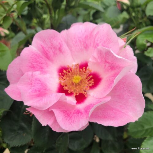 ROSA KORDES 2L-SEE YOU® in rosé - Obrázek 1