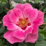ROSA KORDES 2L-SEE YOU® in rosé - Obrázek 2