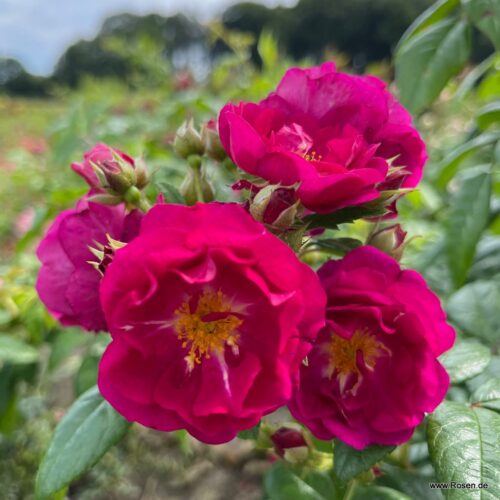ROSA KORDES 2L Purple Siluetta® - Obrázek 5