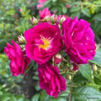 ROSA KORDES 2L Purple Siluetta®