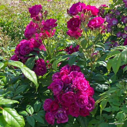 ROSA KORDES 2L Purple Siluetta® - Obrázek 3