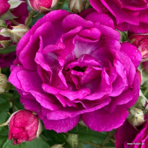 ROSA KORDES 2L Purple Siluetta® - Obrázek 4