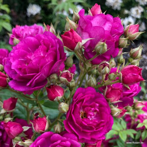 ROSA KORDES 2L Purple Siluetta® - Obrázek 2