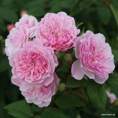 ROSA KORDES 2L Romantic Siluetta®-pnoucí, Climber