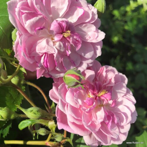 ROSA KORDES 2L Romantic Siluetta®-pnoucí, Climber - Obrázek 3