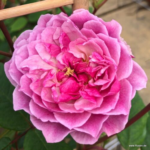 ROSA KORDES 2L Romantic Siluetta®-pnoucí, Climber - Obrázek 2