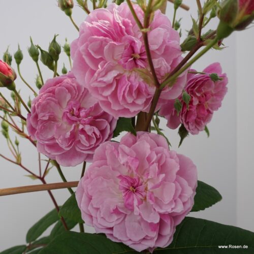 ROSA KORDES 2L Romantic Siluetta®-pnoucí, Climber - Obrázek 4