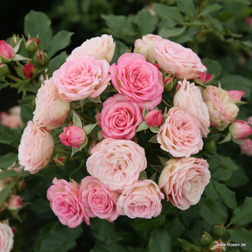ROSA KORDES 2L Xenia® - Obrázek 5