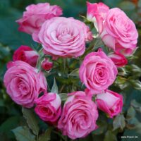 ROSA KORDES 2L Xenia®