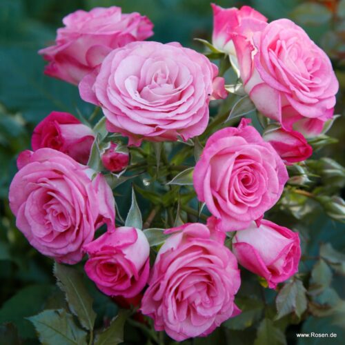 ROSA KORDES 2L Xenia® - Obrázek 1