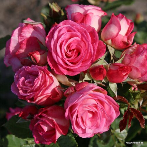 ROSA KORDES 2L Xenia® - Obrázek 2