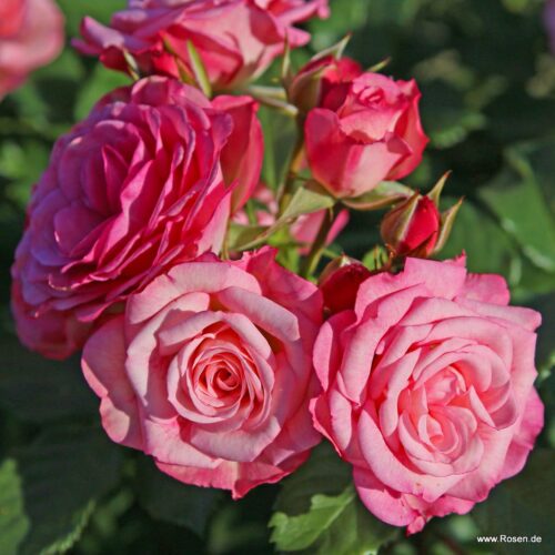 ROSA KORDES 2L Xenia® - Obrázek 3